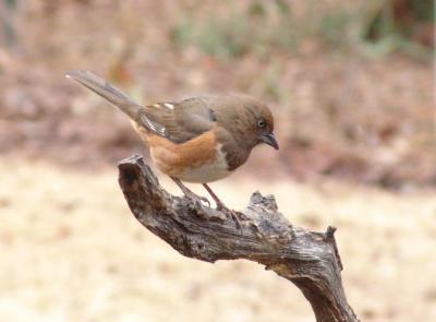 Female  Towhee Looking for suet