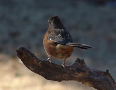 Male Eastern Towhee