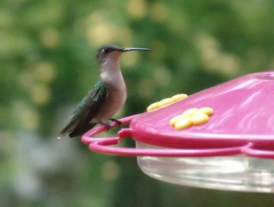 Juvie Ruby-throated Hummingbird...first this year