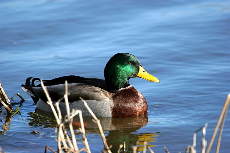 GREENHEAD.jpg
