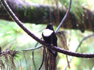 Collared Inca