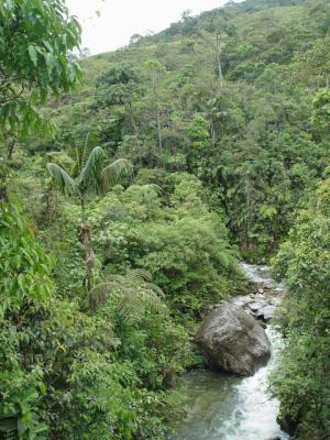 a stream in the Podocrpus N.P.