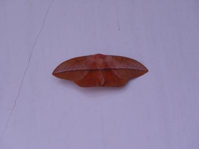 A moth