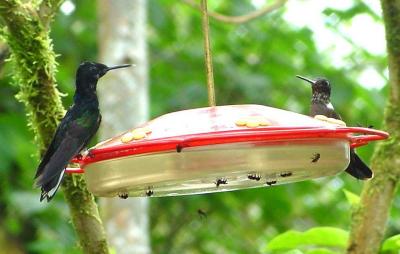 Violet-purple Coronet & White-necked Jacobin