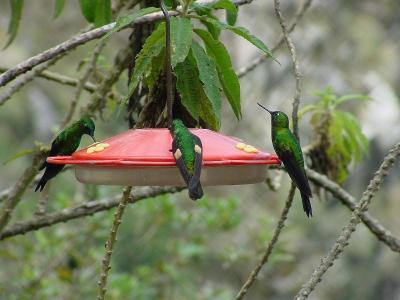 u15/helmutnc/medium/38826501.3hummers.jpg