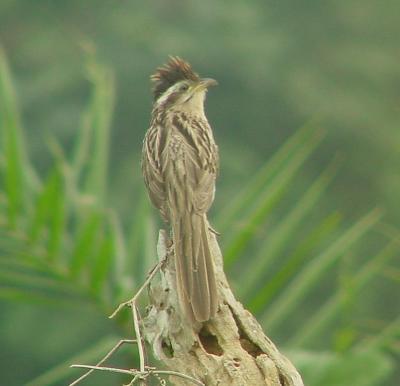 u15/helmutnc/medium/38826503.cuckoo.jpg