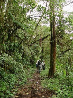 Jungle trail near Mindo