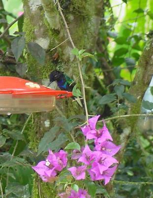 Violet-purple Coronet