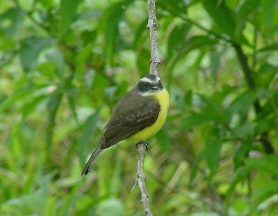 Social Flycatcher