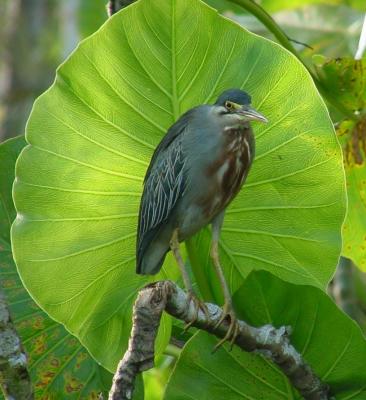 u15/helmutnc/medium/38826835.heron.jpg