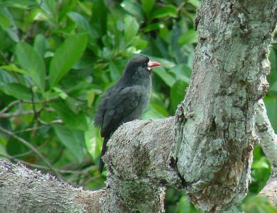 White-fronted Nunbird