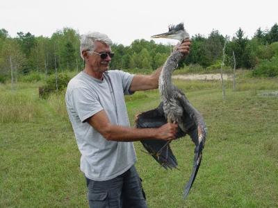 Great Blue Heron juvenile