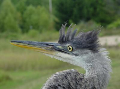 Great Blue Heron juvenile