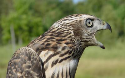 Northern Goshawk juvenile male