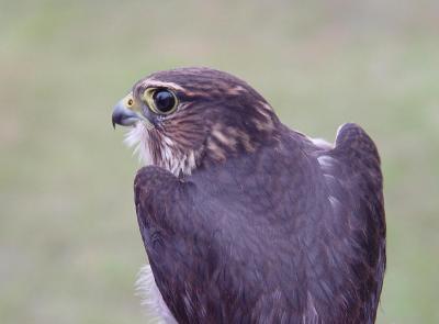 Merlin juvenile female