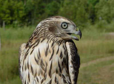 Northern Goshawk juvenile male