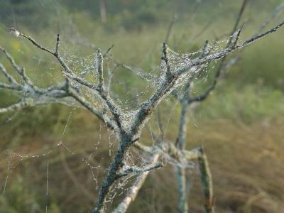 web on a twig
