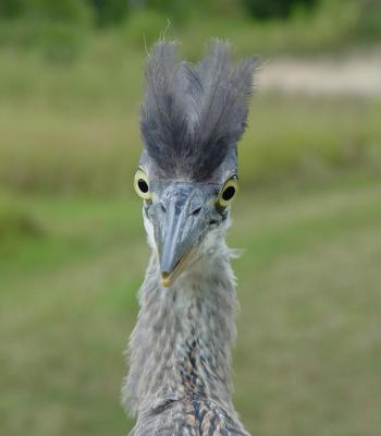 Geat Blue Heron juvenile