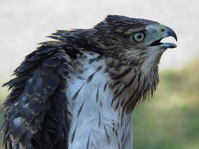 Cooper's Hawk juvenile female