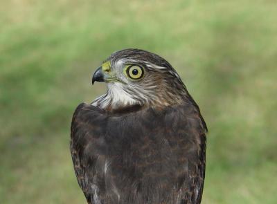 Sharp-shinned Hawk juvenile female