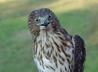 Cooper's Hawk juvenile male