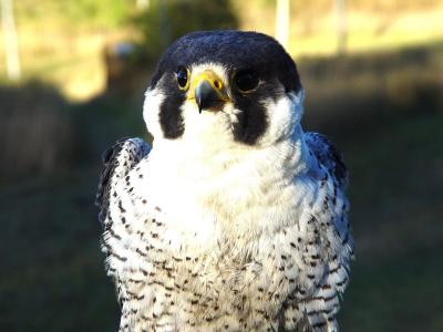 Peregrine Falcon adult male