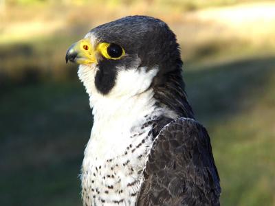 Peregrine Falcon adult male