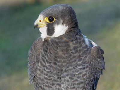 Peregrine Falcon adult male