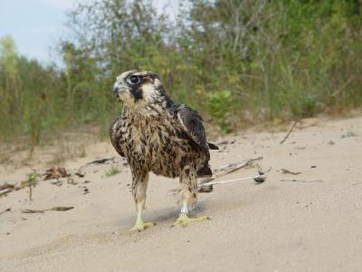 Peregrine Falcon juvenile male