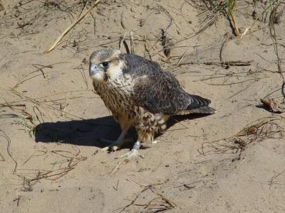 Peregrine Falcon juvenile male