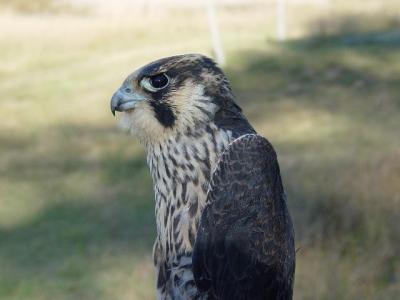 Peregrine Falcon juvenile male