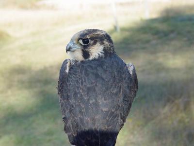 Peregrine Falcon juvenile male