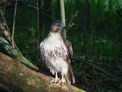 Red-tailed Hawk juvenile