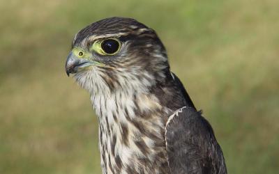 Merlin juvenile male