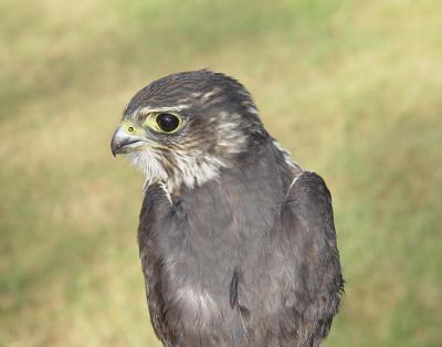 Merlin juvenile male