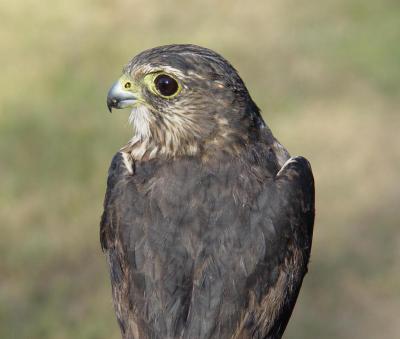 Merlin juvenile female