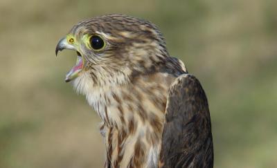 Richardson's Merlin juvenile male