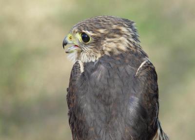 Richardson's Merlin juvenile male