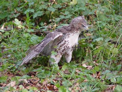 Red-tailed Hawk juvenile