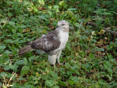 Red-tailed Hawk juvenile