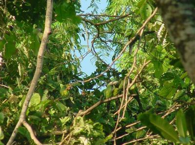 u15/helmutnc/medium/38863229.parrots.jpg