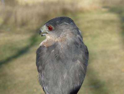 Cooper's Hawk adult male