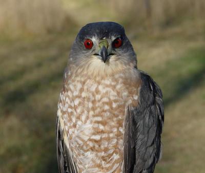 Cooper's Hawk adult male