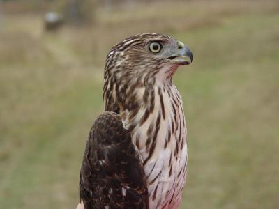 Cooper's Hawk juvenile female