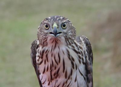 Cooper's Hawk juvenile female