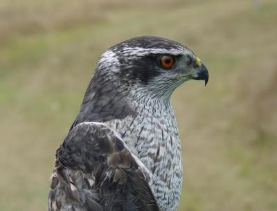 Northern Goshawk adult male