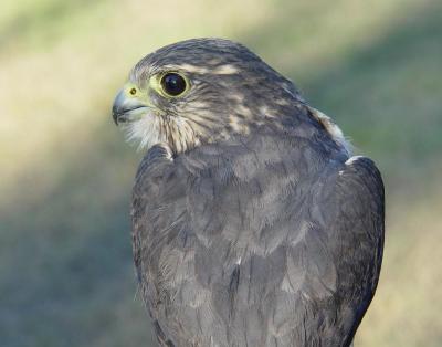 Merlin adult female