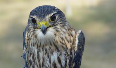 Merlin adult male