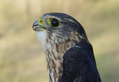 Merlin adult male