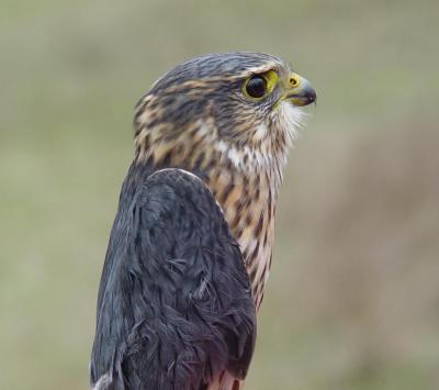 Merlin adult male